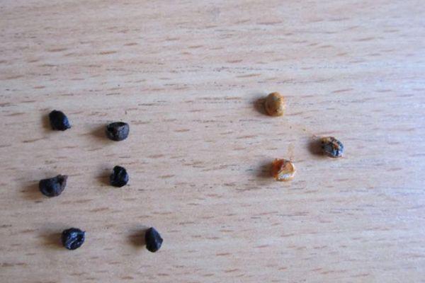 เมล็ดหน่อไม้ฝรั่ง