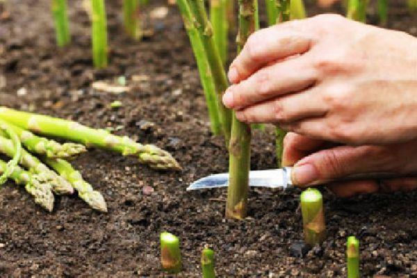 การเก็บเกี่ยวหน่อไม้ฝรั่ง