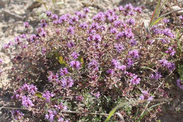 ต้นไธม์