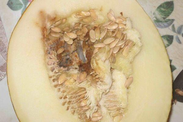 Asticots dans le melon