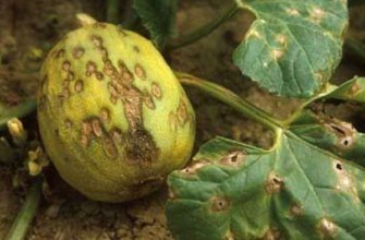 โรคแตงโม