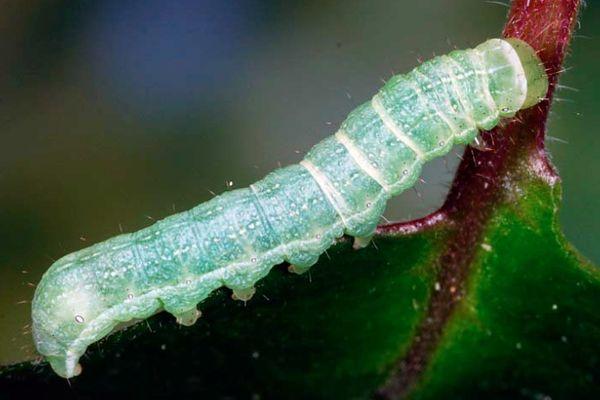 Les vers fil-de-fer sont des nuisibles