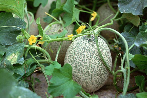 Cultiver des melons
