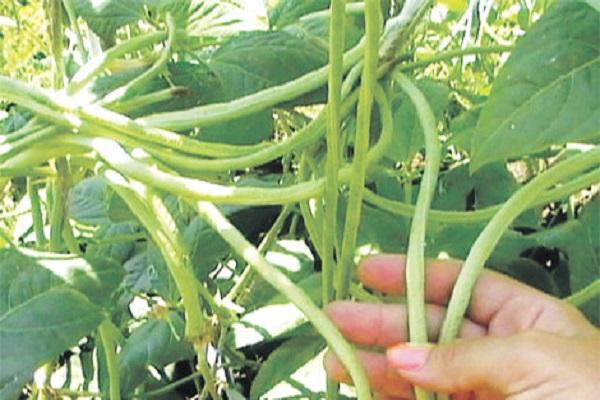 ต้นถั่วพุ่ม