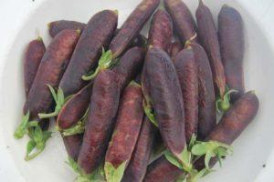 คำอธิบายพันธุ์ถั่วลันเตาสีม่วง ลักษณะการเพาะปลูก และการประยุกต์ใช้