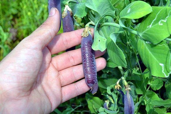 สไลเดอร์น้ำตาล