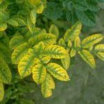 ยอดมันฝรั่งสีเหลือง