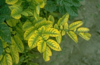 ยอดมันฝรั่งสีเหลือง