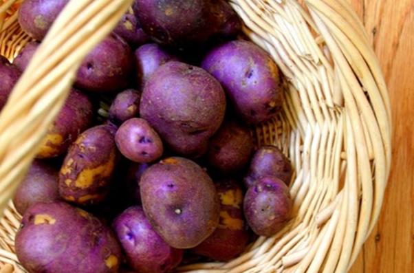 พันธุ์ "Purple Viking"