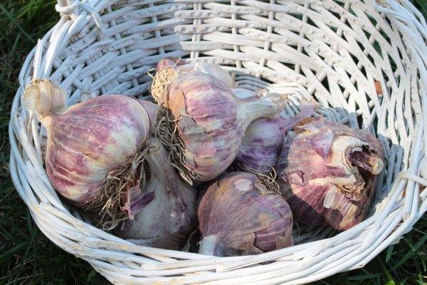 กระบวนการอบแห้งกระเทียม