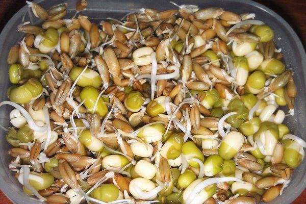 ถั่วเขียวงอก