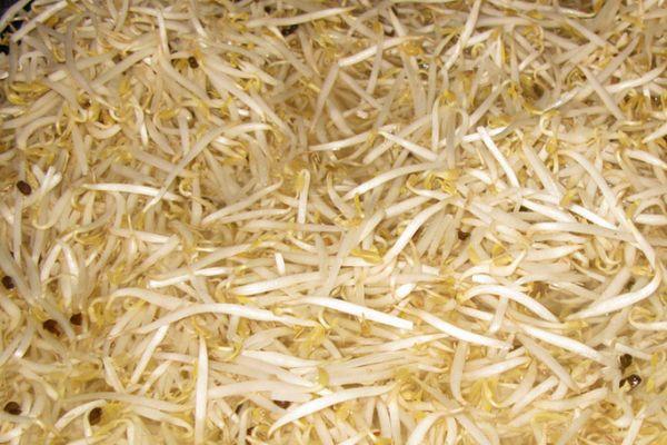 ถั่วงอก