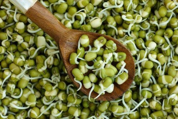 ถั่วงอก