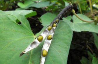 ถั่วเขียว