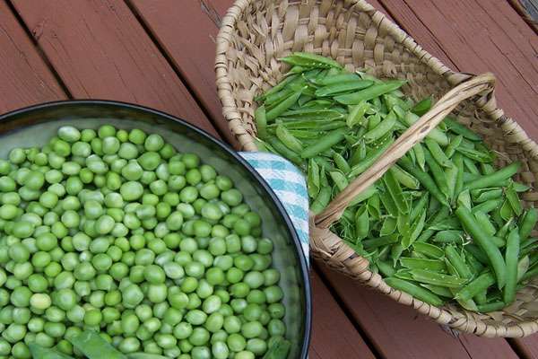 le processus de nettoyage des pois