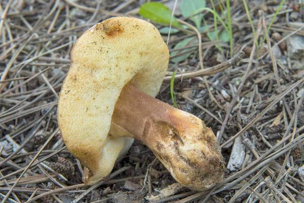 เห็ดโคน