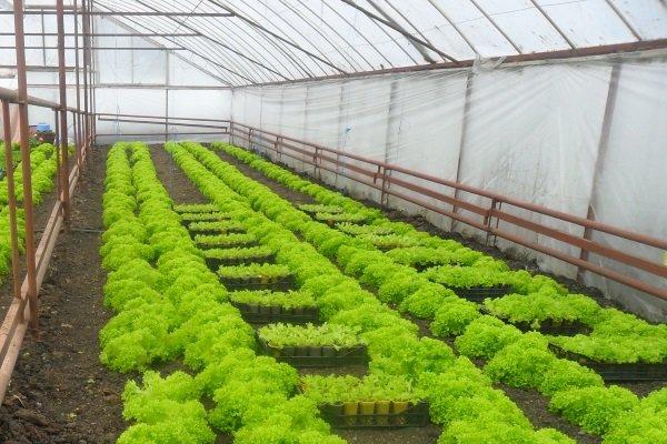 สีเขียวในเรือนกระจก