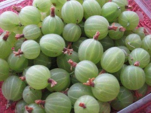 ลูกเกดแช่แข็ง