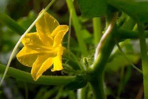 จะทำอย่างไรกับดอกซูกินี่ที่เหี่ยวเฉา ควรเด็ดออกหรือไม่ และจะผสมเกสรด้วยมืออย่างไร