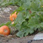 การปลูกฟักทอง