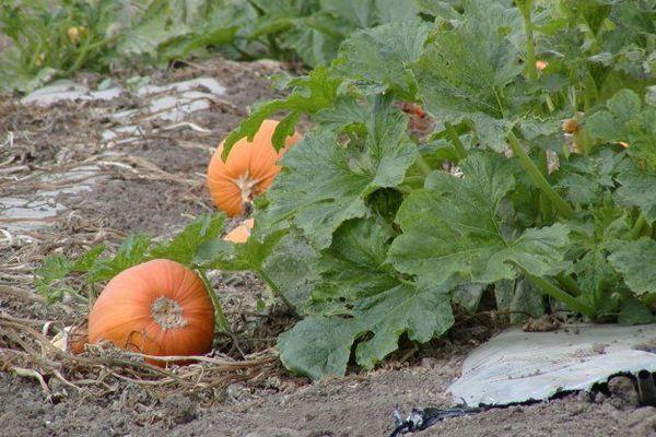 การปลูกฟักทอง