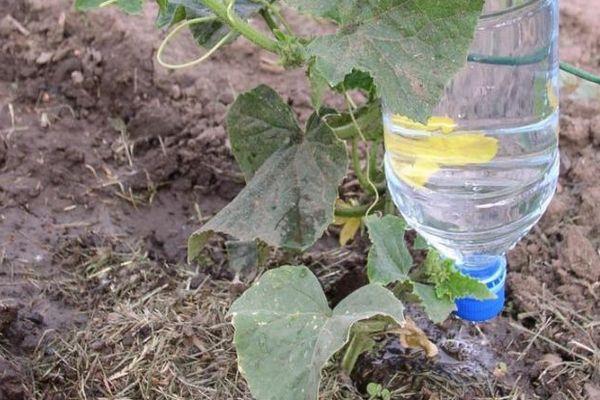 ระบบน้ำหยด