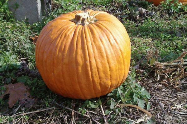 ฟักทองสุก