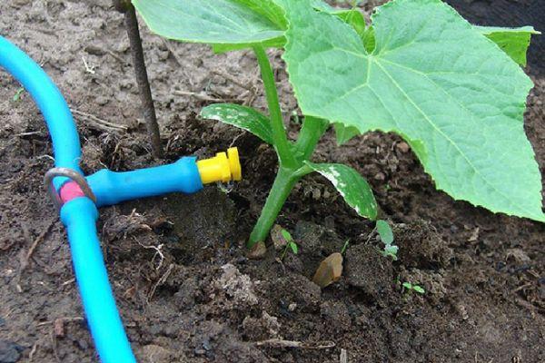 การรดน้ำฟักทอง