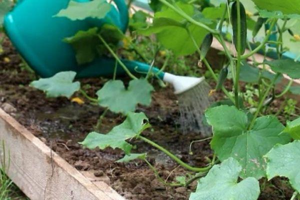 ฟักทองในเรือนกระจก