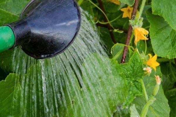 การรดน้ำด้วยบัวรดน้ำ