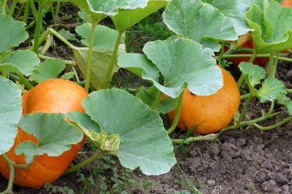 ผลฟักทอง