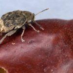 ด้วงบนถั่ว