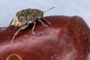 วิธีเก็บถั่วไว้ที่บ้านเพื่อป้องกันแมลงรบกวนในช่วงฤดูหนาว