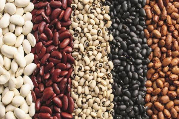 พันธุ์ของยาซอล