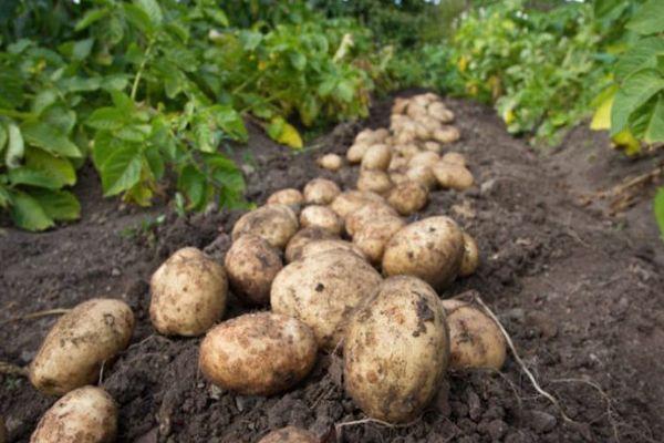 ขุดมันฝรั่งขึ้นมา