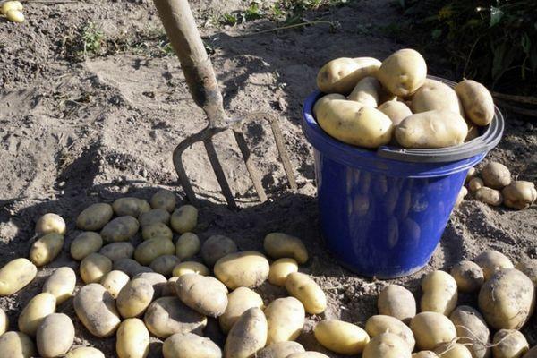 การเก็บเกี่ยวมันฝรั่ง