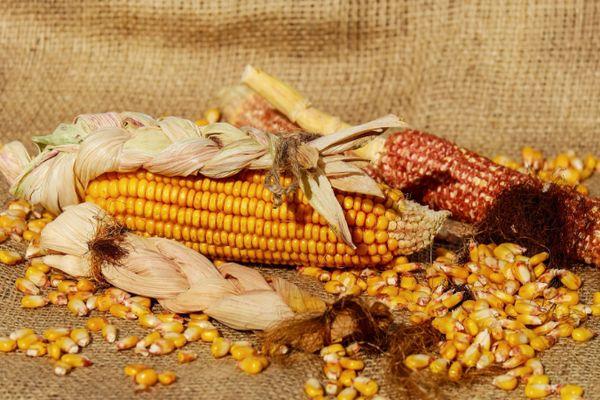 พันธุ์ข้าวโพด