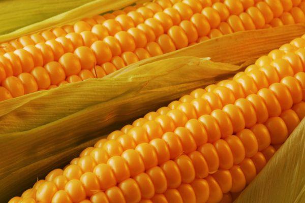 ข้าวโพดแห้ง