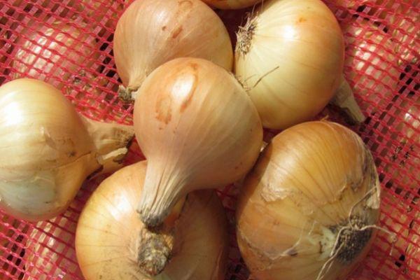 หัวหอมในกระสอบ