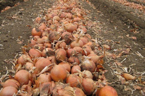 การเก็บเกี่ยวหัวหอม