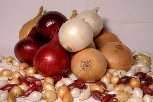 พันธุ์หัวหอม