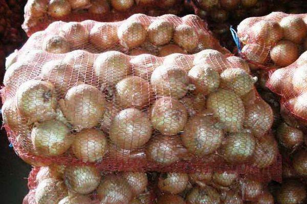 หัวหอมในตาข่าย