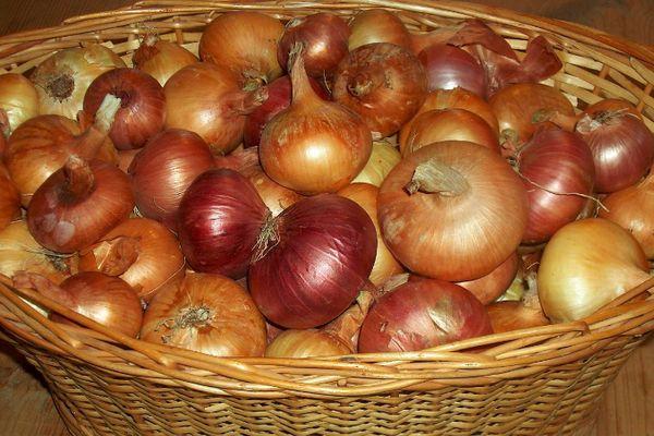 ตะกร้าหัวหอม