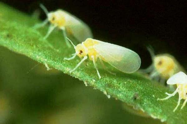 เพลี้ยอ่อนบนต้นไม้ใบเขียว