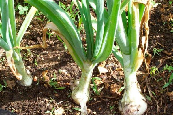 oignons verts atteints de maladies