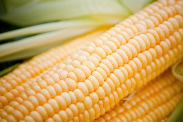 ข้าวโพดสด