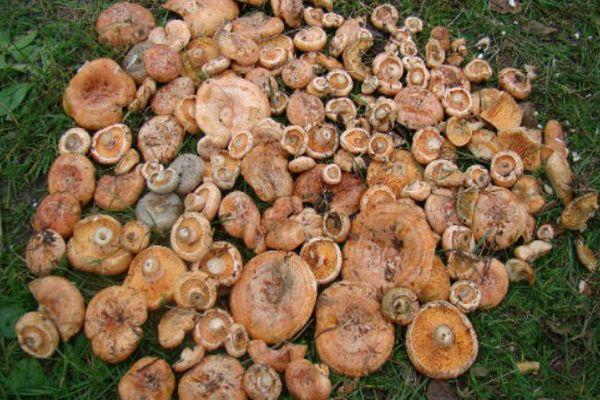 เห็ดที่เก็บสะสม