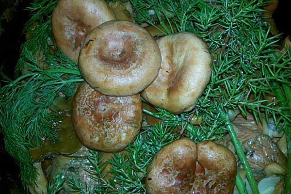 เห็ดดอง