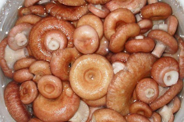 เห็ดในน้ำ