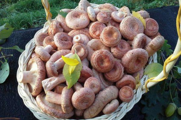 เห็ดป่า